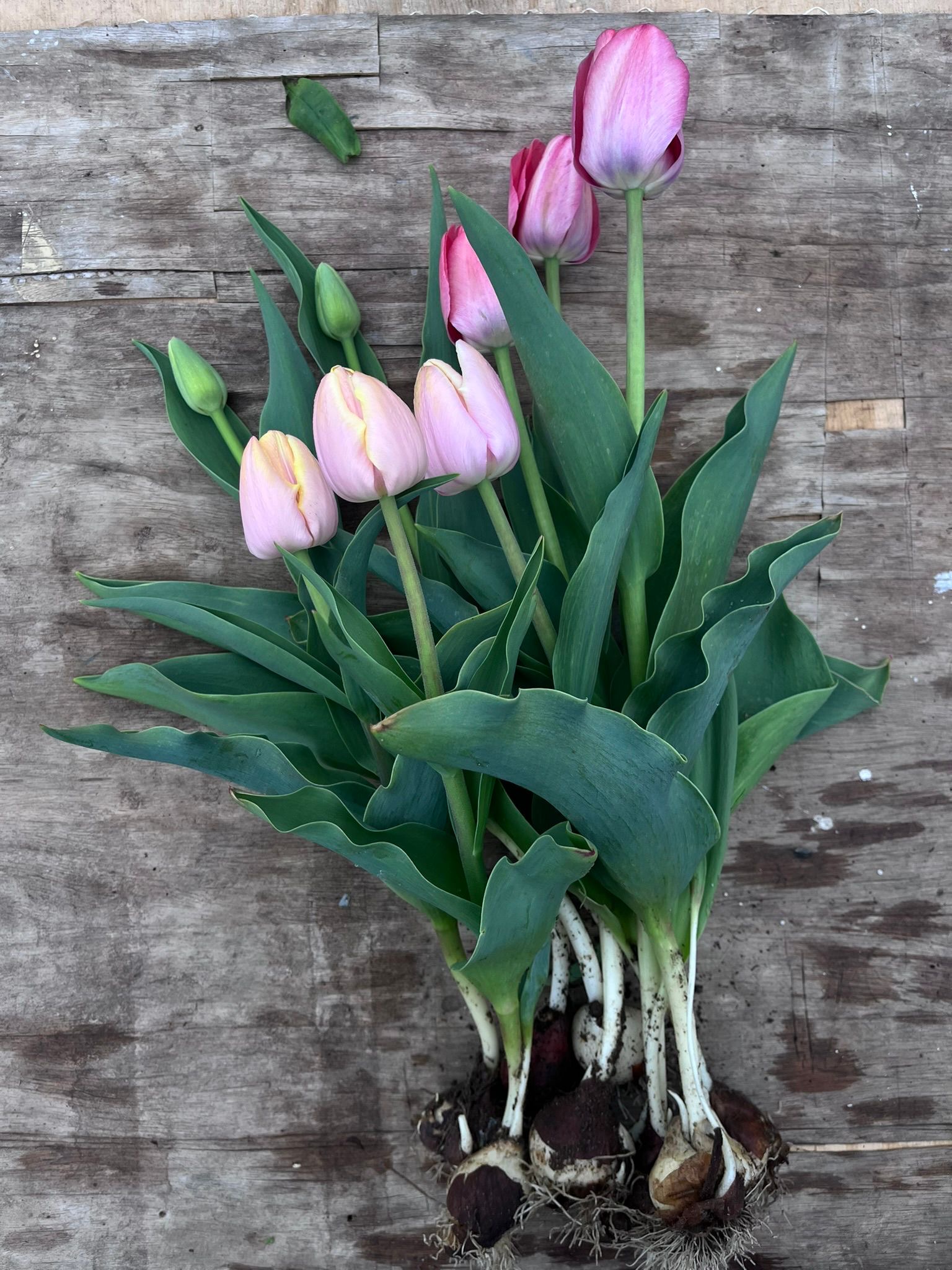 Frühlingsworkshop mit Viola Lüdemann am 26. März um 11 Uhr